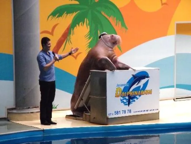 Bild: Deutsche Solidarität und Proteste wegen verwundetem Walross Sarah in türkischem Delfinarium