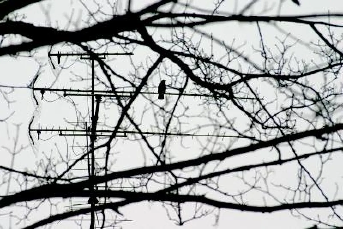 Wer zwitschert denn da? Foto: Peggy Kindermann-Weber