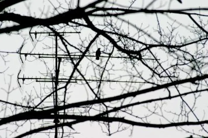 Bild: Mit der erleb-bar auf Stimmenfang - 7. Expedition ins Connewitzer Holz