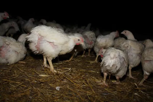 Bild: 29.950er Hühnermastanlage in Schloß Holte-Stukenbrock geplant – Animal Rights Watch reicht Einwendung ein