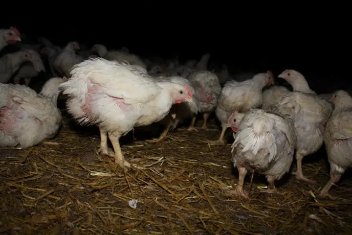 Bild: 29.950er Hühnermastanlage in Schloß Holte-Stukenbrock geplant – Animal Rights Watch reicht Einwendung ein