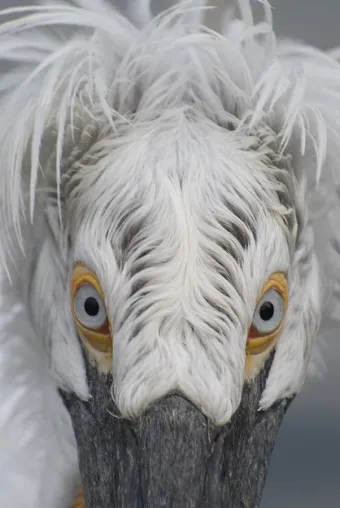 Bild: 1-tägiges Fotoseminar "Tierfotografie" in den Zoos von Münster, Hamburg, Hannover, Nordhorn und Nürnberg