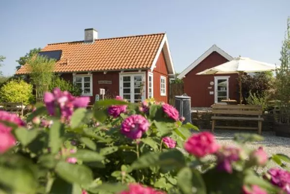 Bild: Wenn Dänemark durch die Blume(n) spricht