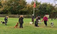 Bild: Unternehmen rund um den Hund - Wege zum Traumjob