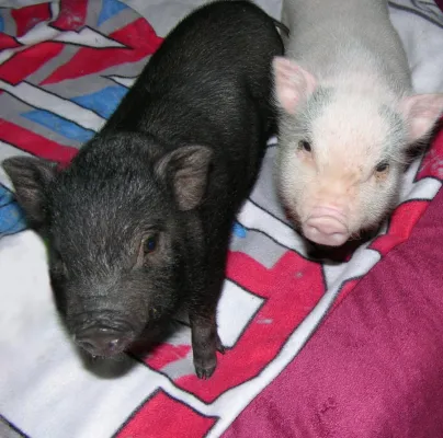 Bild: Information: Therapieschwein Molly am 29.06. live im NDR