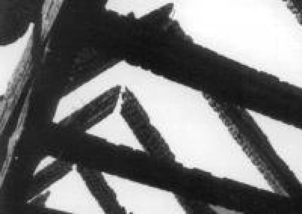 ... der rote Hahn war auf dem Dach