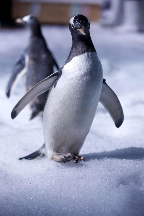 Pinguine erobern die Welt der Ausmalbilder: Kostenlose Vorlagen und kreative Ideen!