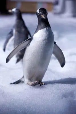 Bild: 17 neugierige Pinguine erobern das LEGOLAND® Billund