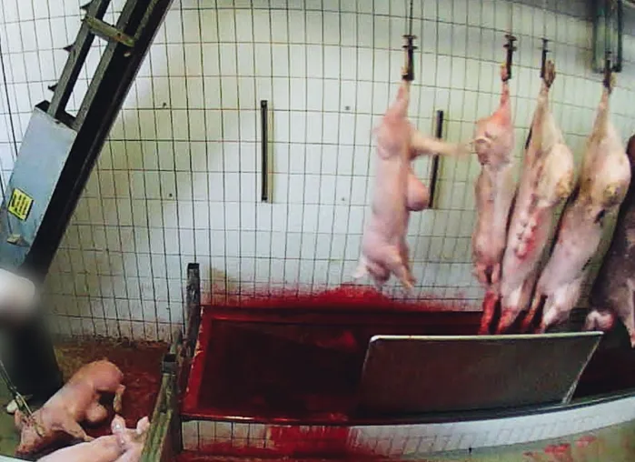 Nach Skandal-Bildaufnahmen: Bio-Schlachthof in Neuruppin schließt Bild: Nach Skandal-Bildaufnahmen: Bio-Schlachthof in Neuruppin schließt