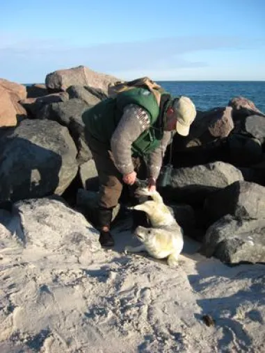 Vom Jäger zum Freund der Robben - Mit dem Seehundbeauftragten auf der Nordseeinsel Helgoland unterwegs Bild: Vom Jäger zum Freund der Robben - Mit dem Seehundbeauftragten auf der Nordseeinsel Helgoland unterwegs