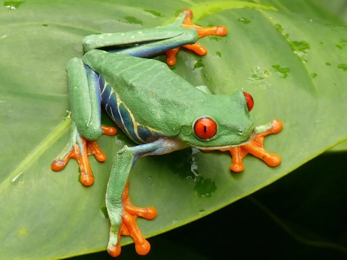 Rotaugenlaubfrosch - Costa Rica Reisen