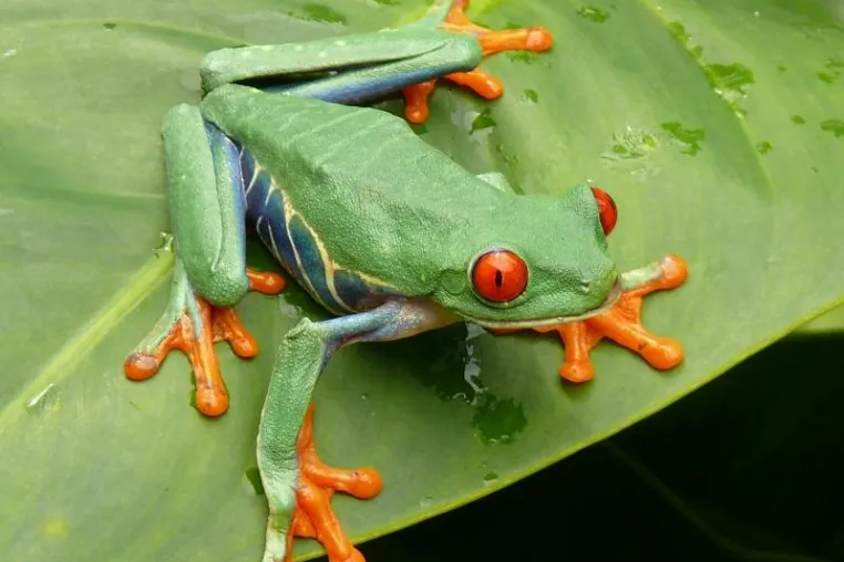 Bild: Naturschönheiten Costa Rica