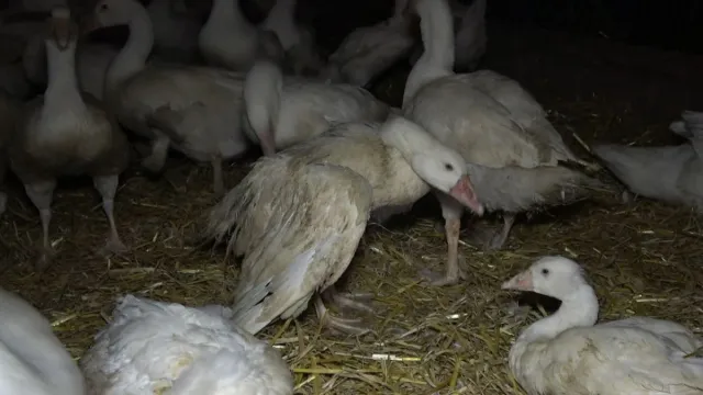 Bild:  Deutsches Tierschutzbüro veröffentlicht Undercover-Bildmaterial aus deutschem Gänsemastbetrieb