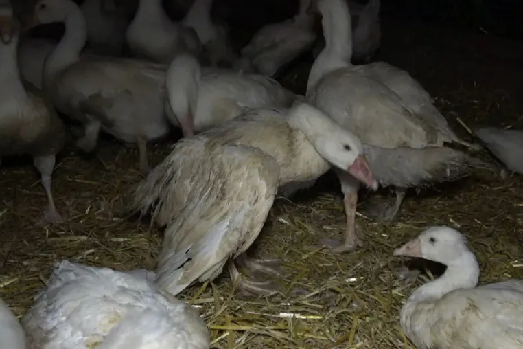 Bild:  Deutsches Tierschutzbüro veröffentlicht Undercover-Bildmaterial aus deutschem Gänsemastbetrieb