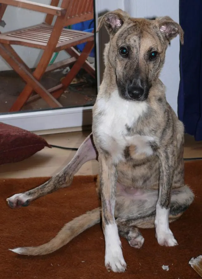 Lup (hier 9 Monate alt) zeigt sein wenige Tage zuvor operiertes Bein.