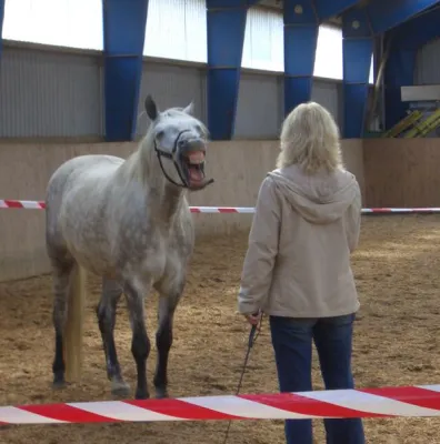 Bild: Analoge Personalentwicklung in einer digitalen Arbeitswelt - Wie Mustangs als Coaches Mitarbeiter trainieren