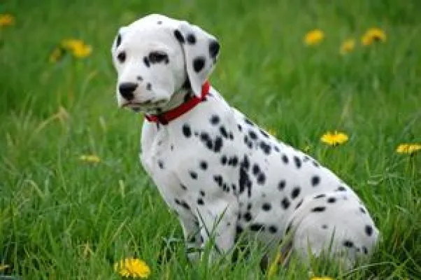 Bild: Haftpflichtschäden durch Hunde