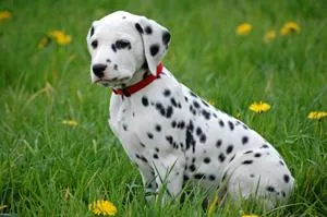 Bild: Haftpflichtschäden durch Hunde