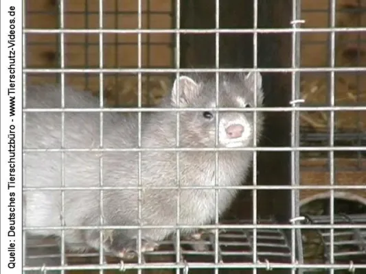 Bild: Topmodel Patricia Schmid ist das Tierleid egal! - tierhilfe e.v.- kündigt spektakuläre Aktionen an