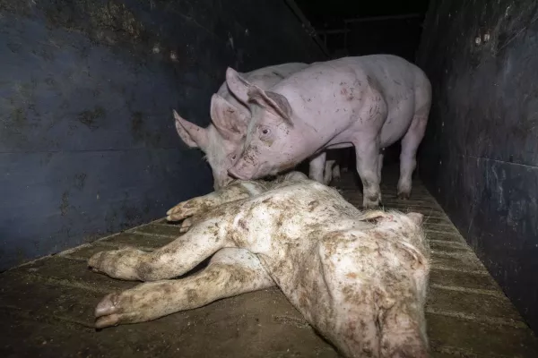 Bild: Nach Aufdeckung von Tierquälerei: Westfleisch beendet Zusammenarbeit mit Skandal-Betrieb aus Niedersachsen