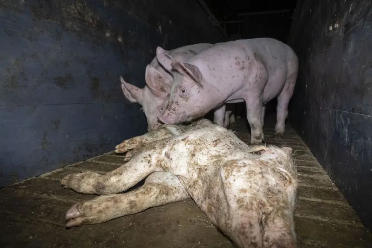 Bild: Nach Aufdeckung von Tierquälerei: Westfleisch beendet Zusammenarbeit mit Skandal-Betrieb aus Niedersachsen