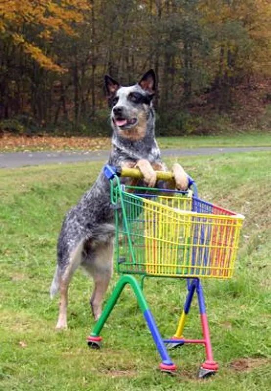 Shopping-Tour: So geht ein Trick Dog einkaufen!