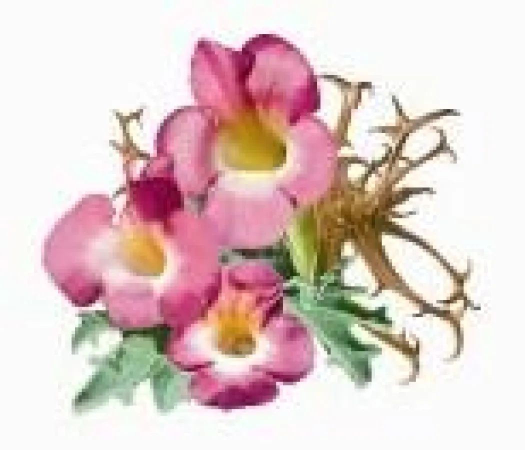 Teufelskralle (Copyright: APOMEDICA)