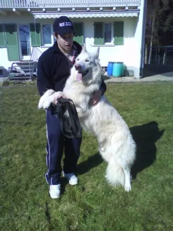 Bild: direct-dog-access rehabilitiert erfolgreich verhaltensauffällige Hunde