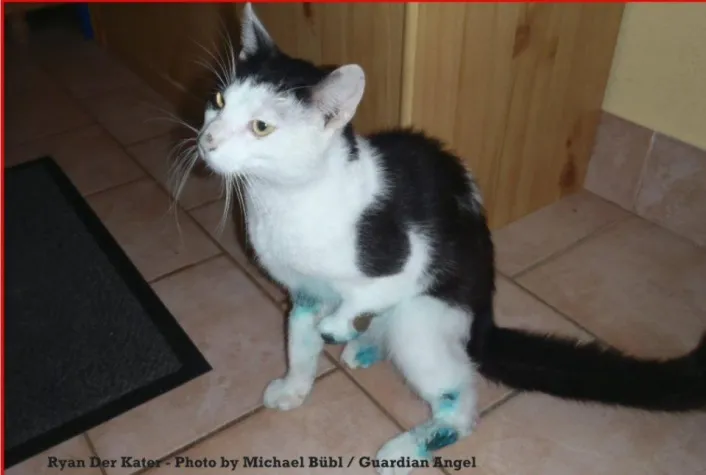 Bild: Ryan Der Kater - verletzt - gerettet - nun ein Facebookstar