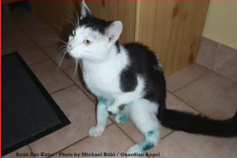 Bild: Ryan Der Kater - verletzt - gerettet - nun ein Facebookstar