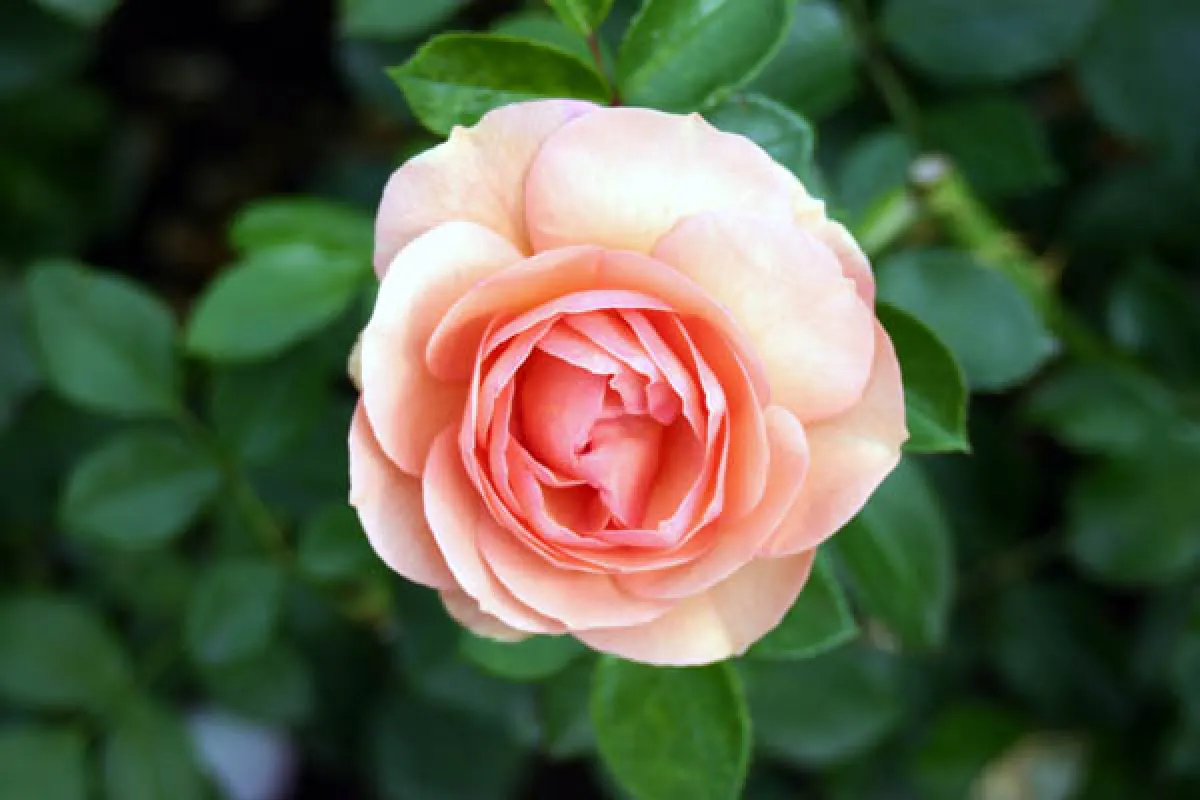 Rose aus Rosarium Sangerhausen