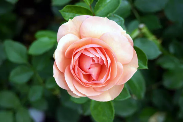 Bild: Rosen und Modellbahnen im Mittelpunkt