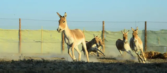 Bild: Der Wildesel kehrt zurück in die Steppen Kasachstans