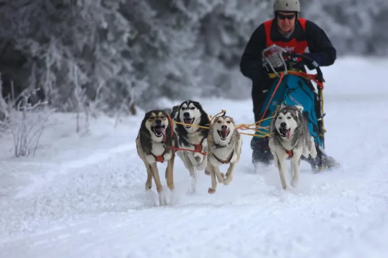 Bild: Schlittenhunderennen in Clausthal-Zellerfeld für 2011 startbereit