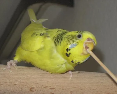 Bild: Klickern - Beschäftigung für Wellensittiche und deren Halter