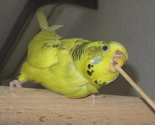 Klickern - Beschäftigung für Wellensittiche und deren Halter Bild: Klickern - Beschäftigung für Wellensittiche und deren Halter