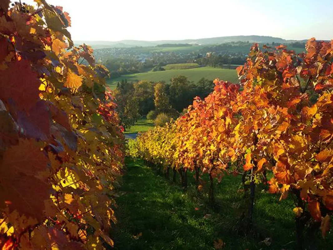 Herbstfärbung der Weinberge in der Region Hohenlohe (Bild: Weinkellerei Hohenlohe)