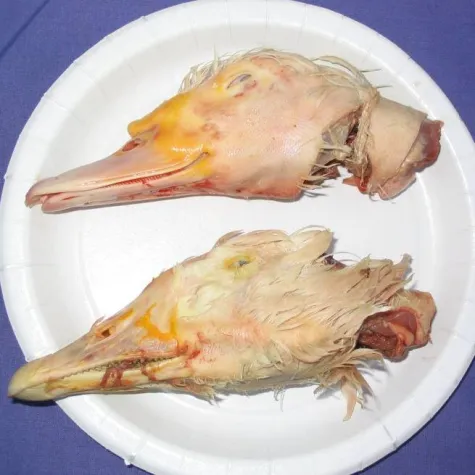 Bild: Welt-Vegan-Tag 2008 - Tag des Veganismus am 1. November / Esstischtäter anprangern