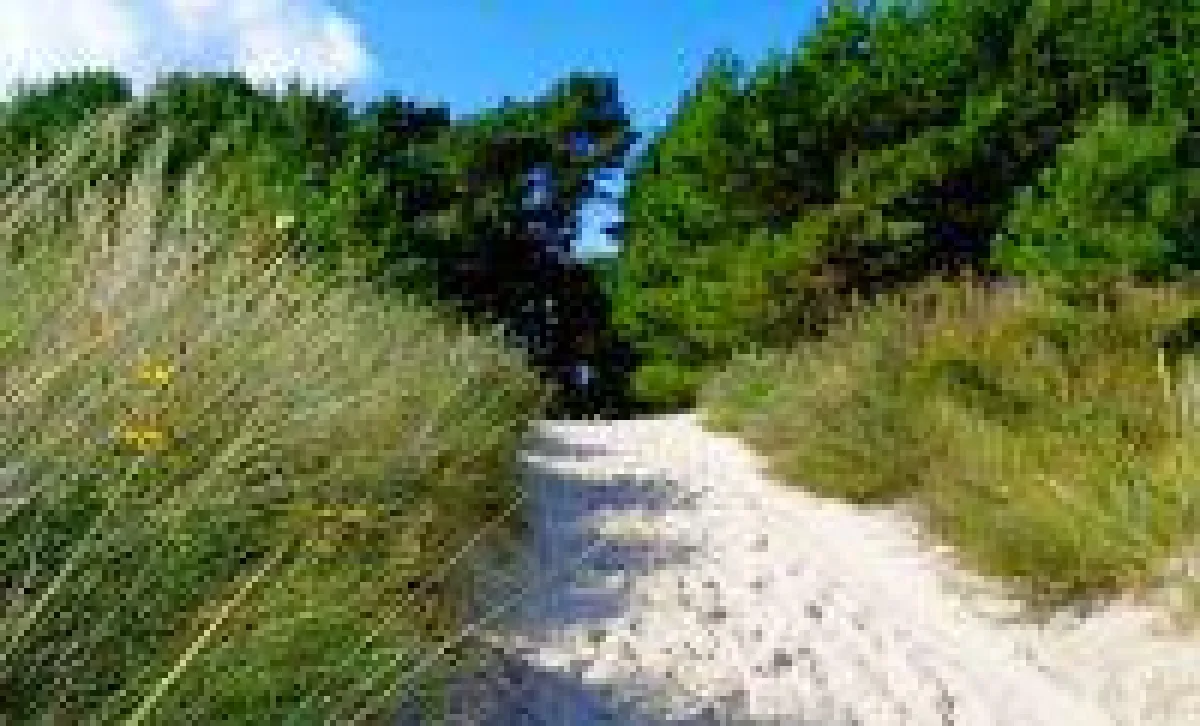 Gesunde Waldspaziergänge mit Meeresrauschen auf Usedom