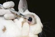 Bild: Verbot der Tierversuche in der Kosmetik rechtskräftig - Ärzte gegen Tierversuche kritisieren Schlupflöcher
