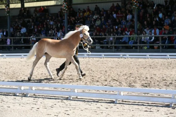 Bild: Haflinger Rekordauktion - Fohlen wechselt für € 58.240,- Besitzer