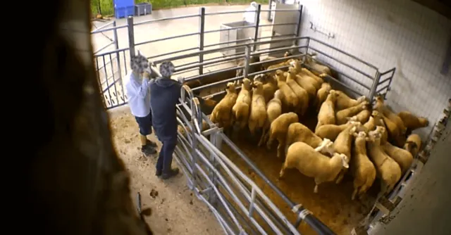 Bild: Schlachthof Elsfleth bleibt geschlossen: Veterinäramt zeigt ANINOVA-Vorstand an - Verfahren eingestellt