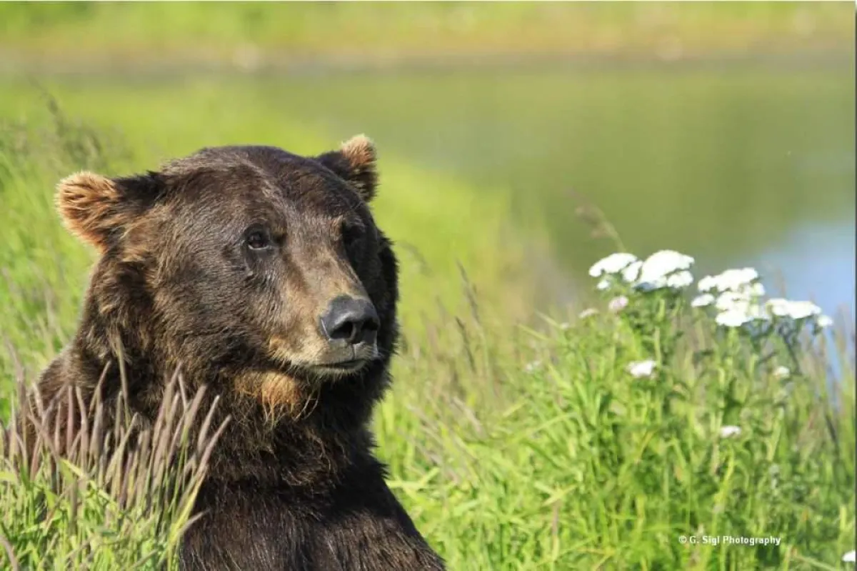 Grizzly - Photo Credit: G.Sigl Photography