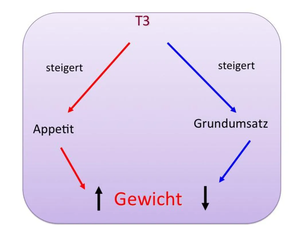Zweifache Wirkung des Schilddrüsenhormons auf den Appetit und den Stoffwechsel