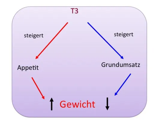Behandlung der Unterfunktion bei Hashimoto-Thyreoiditis und nach Operation: Machen Schilddrüsenhormone dick? Bild: Behandlung der Unterfunktion bei Hashimoto-Thyreoiditis und nach Operation: Machen Schilddrüsenhormone dick?