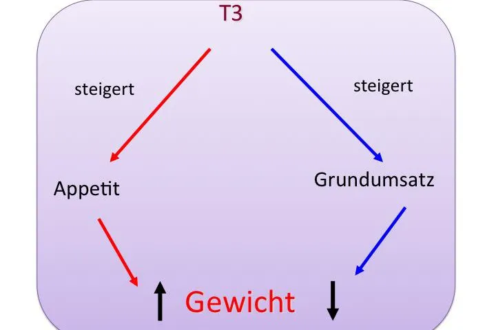 Bild: Behandlung der Unterfunktion bei Hashimoto-Thyreoiditis und nach Operation: Machen Schilddrüsenhormone dick?