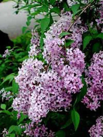 Bild: Themenhecken - der neue Koniferen-Trend in deutschen Gärten