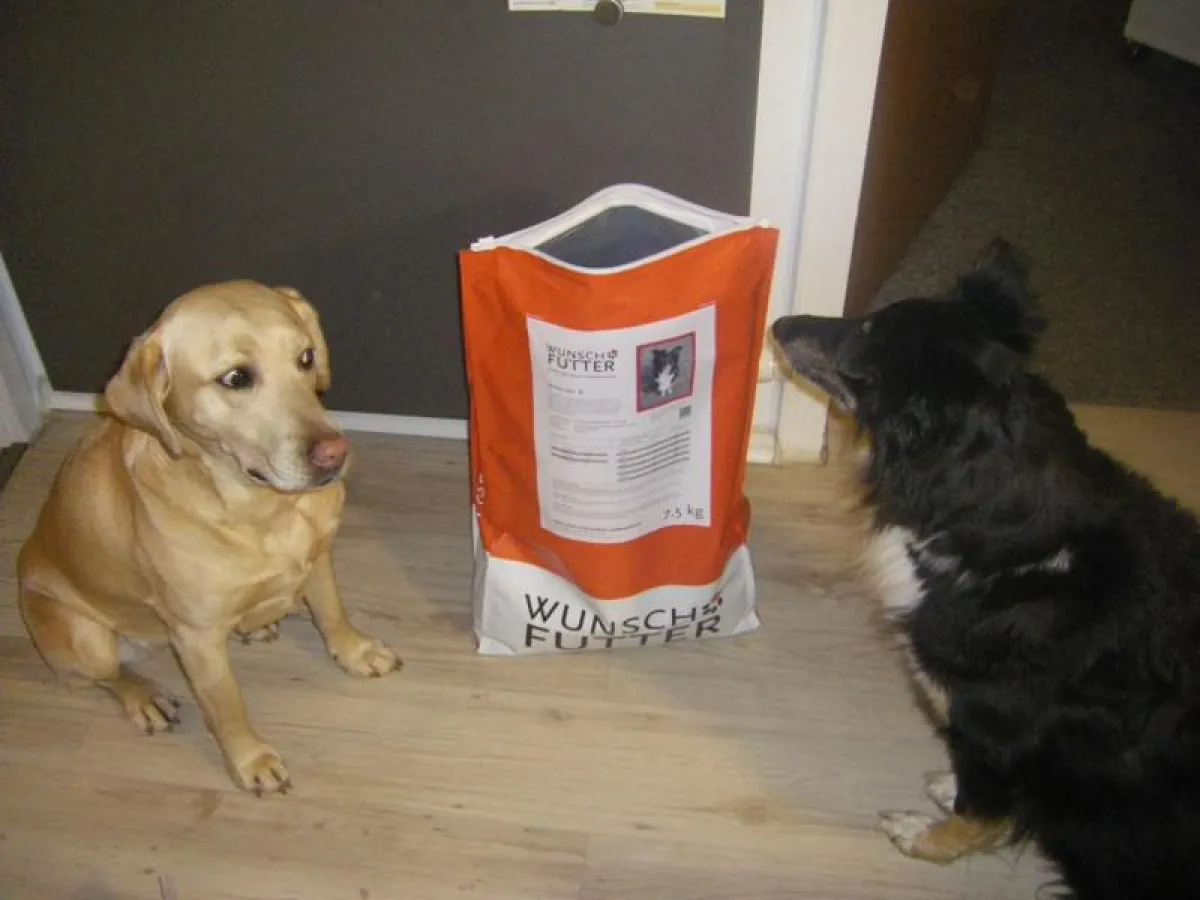 25 Vierbeiner haben Wunschfutter im Stadthunde.com-Futtertest getestet - mit großem Appetit.
