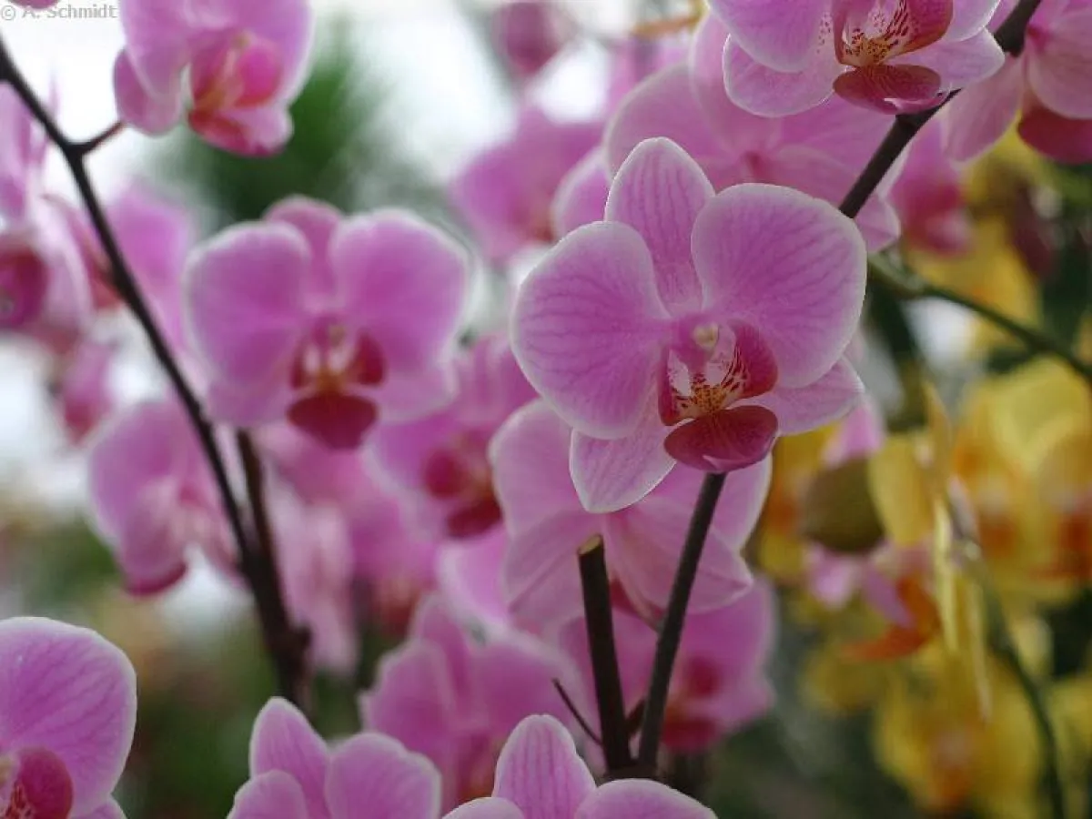Wunderwelt der Orchideen, Buga2005