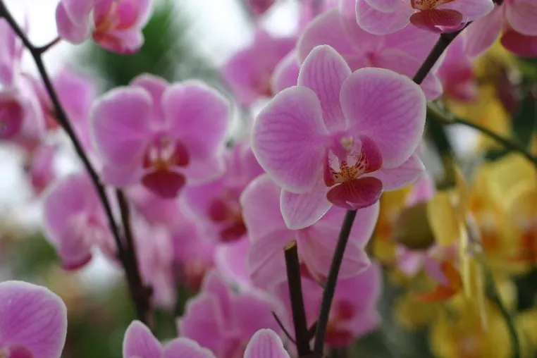 Wunderwelt der Orchideen - Blütenpracht im Bild Bild: Wunderwelt der Orchideen - Blütenpracht im Bild